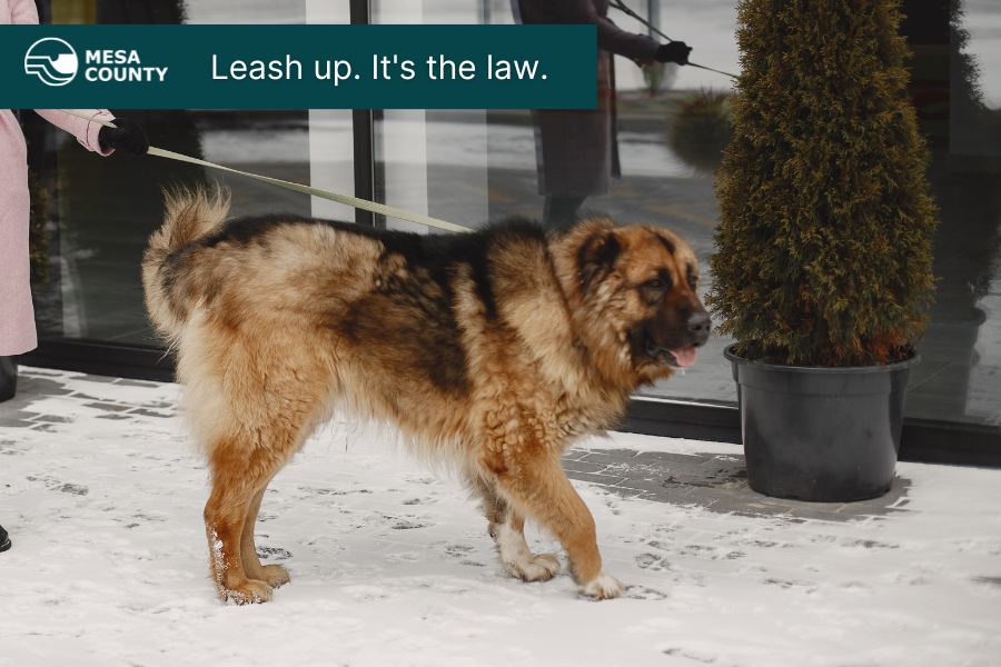 A big dog being walked on a leash in a public space