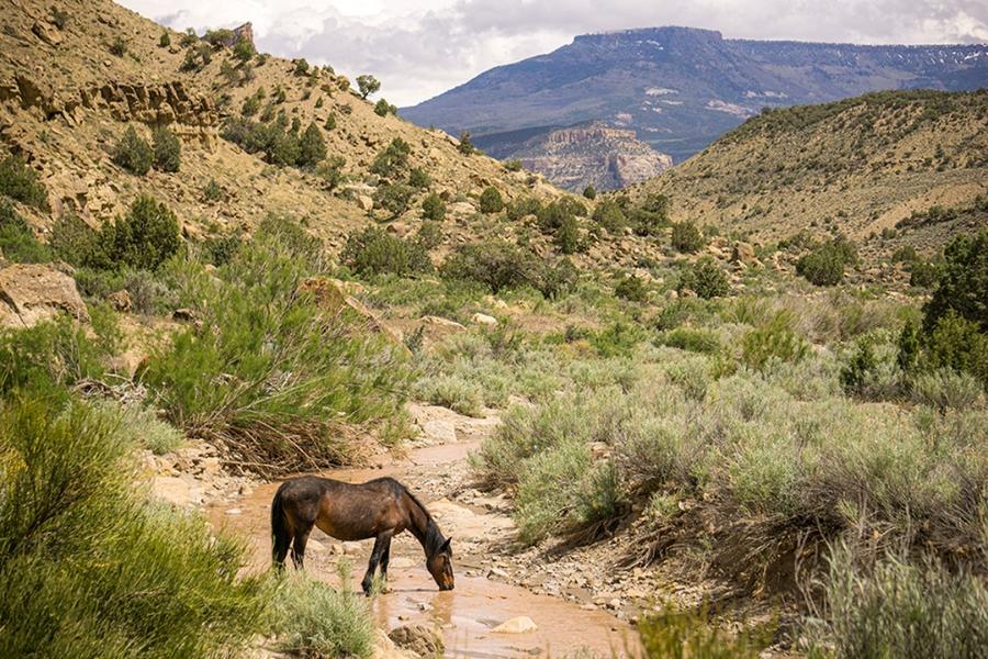 A horse drinks from a stream.